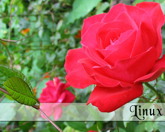 rose_with_text.jpg