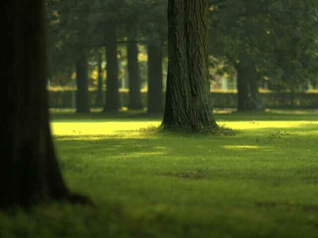 Green wood.jpg