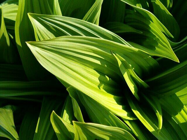 Leaves.jpg