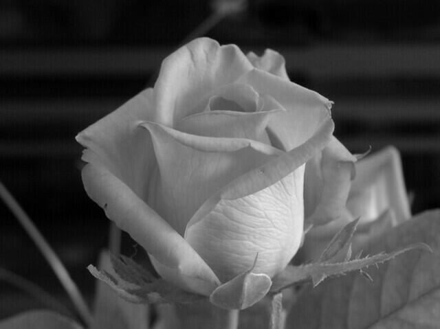 black_rose.jpg