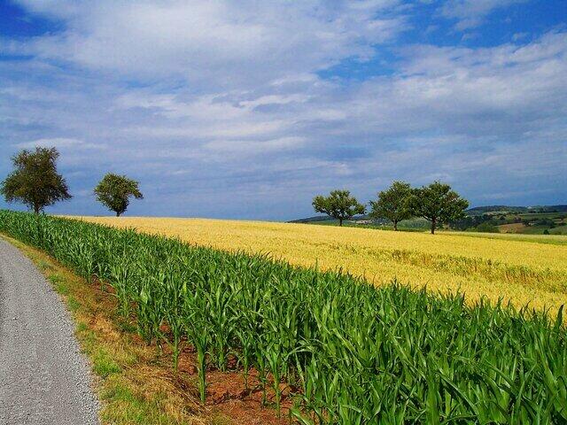 fields-3.jpg