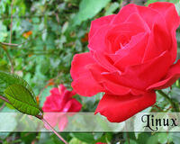 rose_with_text.jpg