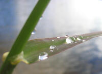Drops on leave