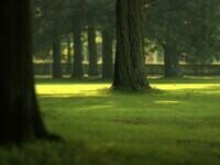 Green wood.jpg