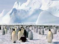 Pingus.jpg