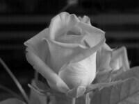 black_rose.jpg