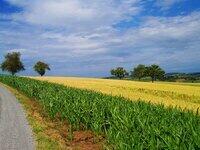 fields-3.jpg