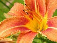 martagon lily.jpg