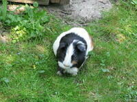 Meerschweinchen